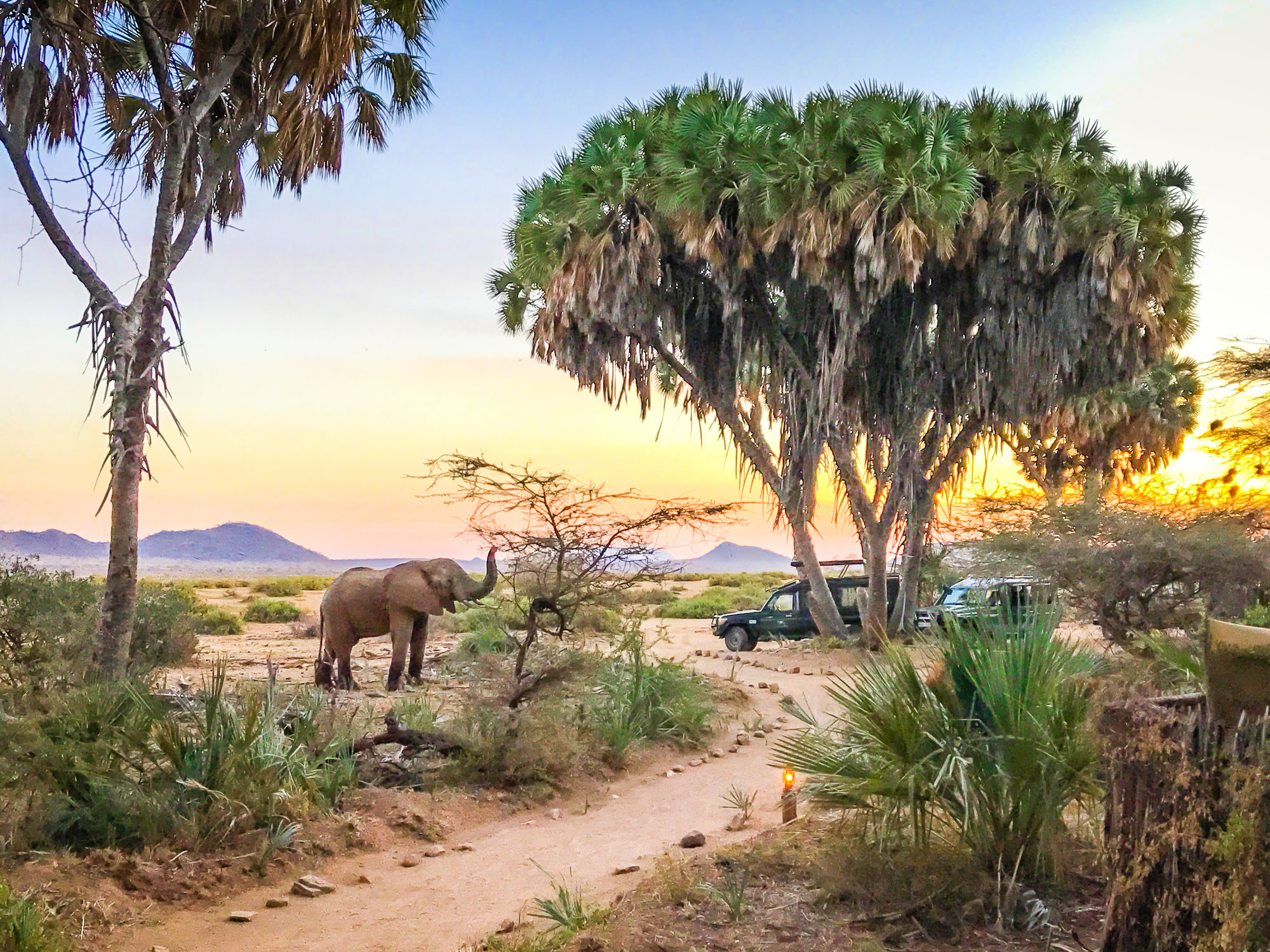 Elephant Bedroom Camp Beyond The Dreamer